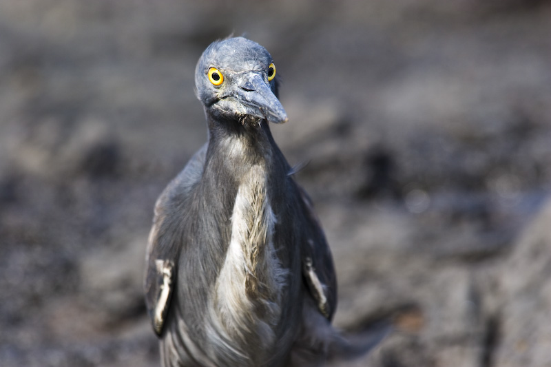 Lava Heron